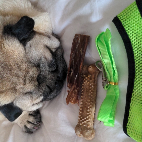 NWOT Neon green harness and leash - Picture 8 of 8